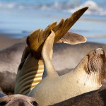 hero-home-seals